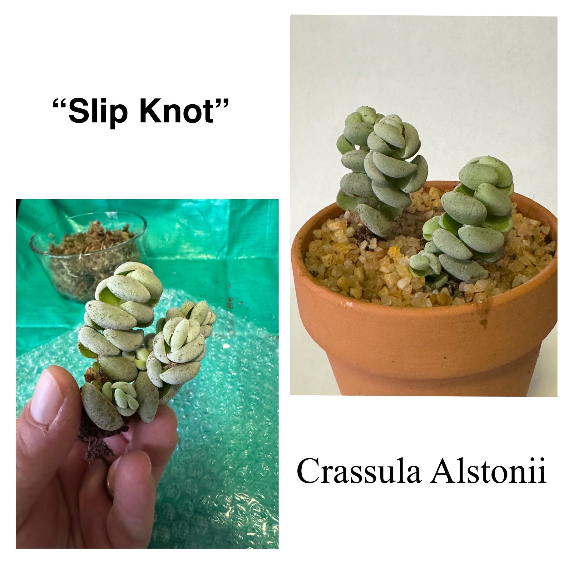 Photo of the plant species Crassula alstonii by @Macstracks named Surya on Greg, the plant care app