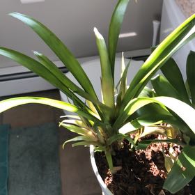 Photo of the plant species Bromelaid by @jsequeira named Kesha on Greg, the plant care app
