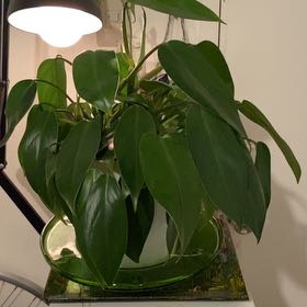 Photo of the plant species Lush Temptation by @WinCoffeecups named Temptation on Greg, the plant care app