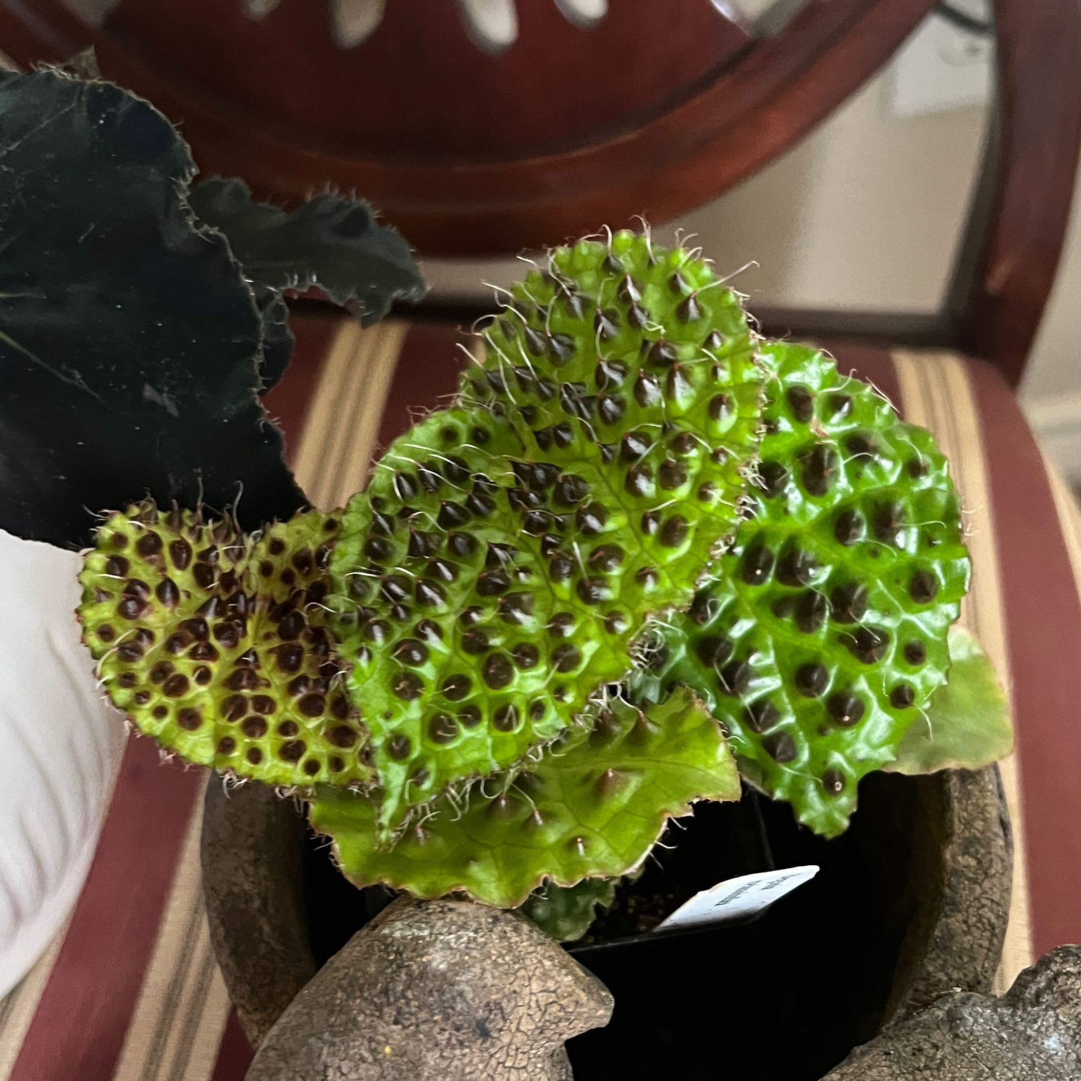 Photo of the plant species Begonia Melanobullata by @DeluxeMira named Toyah on Greg, the plant care app