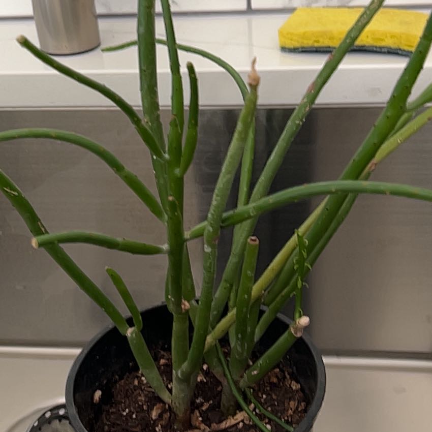 Photo of the plant species Euphorbia leucodendron by @FabBiggalleta named Ulysses S Plant on Greg, the plant care app