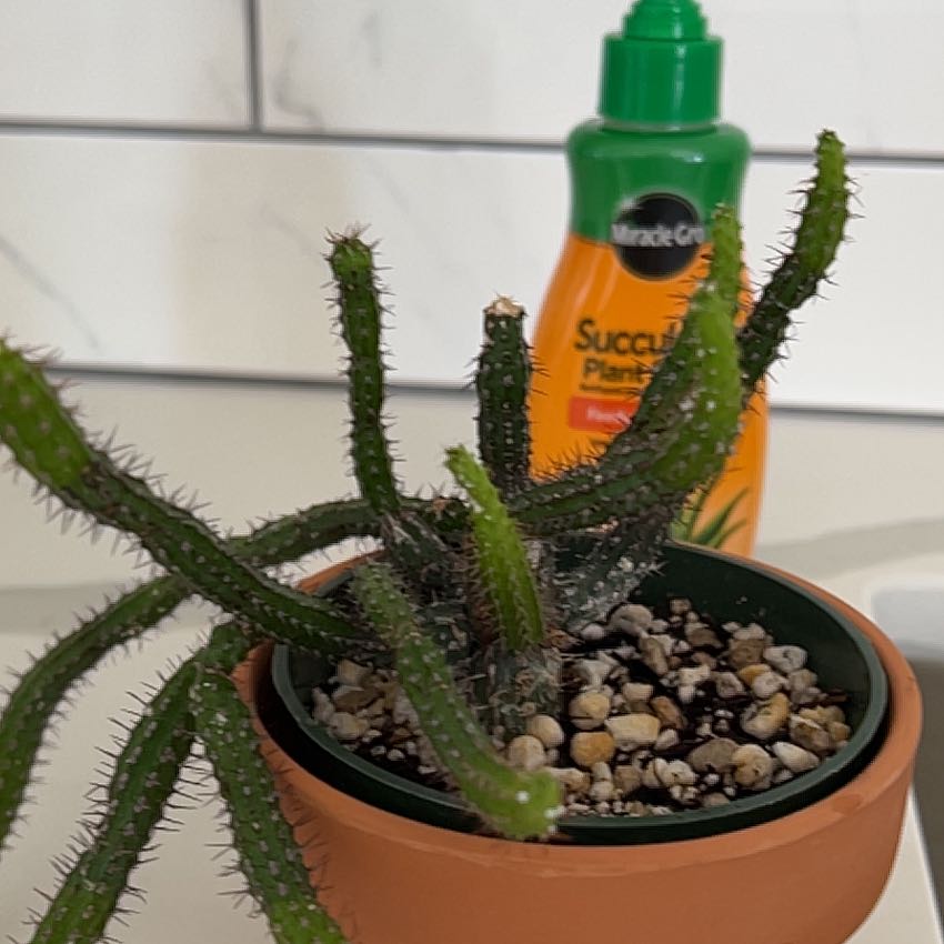 Photo of the plant species Euphorbia baioensis by @FabBiggalleta named Sherlock on Greg, the plant care app