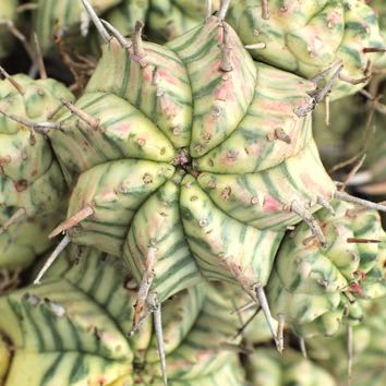 Photo of the plant species Varigated melon spurge by @SnazzyWhitesage named Ronaldo on Greg, the plant care app