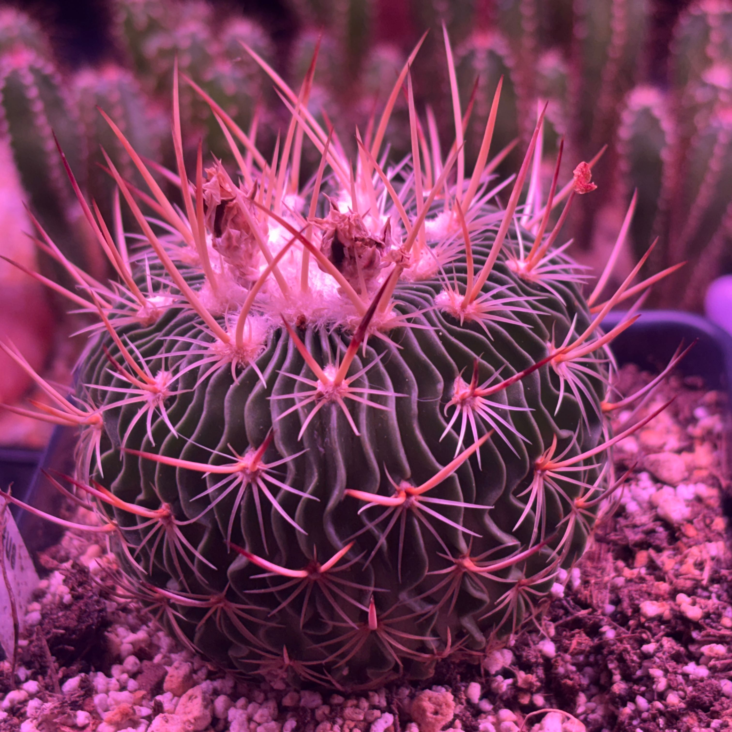 Photo of the plant species Brain Cactus by @SnazzyWhitesage named Morgan Treeman on Greg, the plant care app