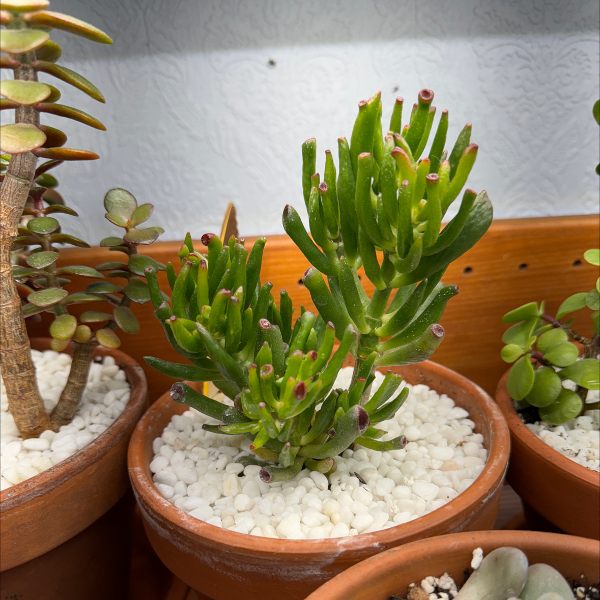 Photo of the plant species Crassula Ovata Ladyfingers by @TwiggyStardust named Tree Diddy on Greg, the plant care app