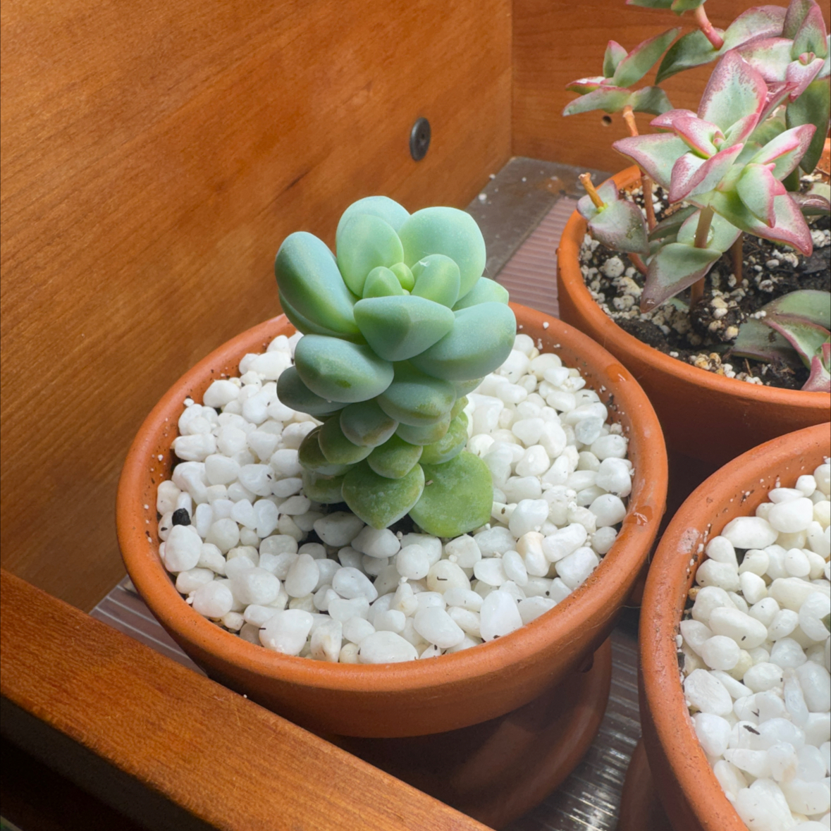 Sedum treleasei succulent in a terracotta pot with white pebbles, healthy and well-framed.