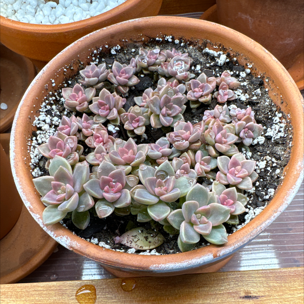 Photo of the plant species Graptopetalum 'Purple Haze' by @TwiggyStardust named Ghost Plant Killa on Greg, the plant care app