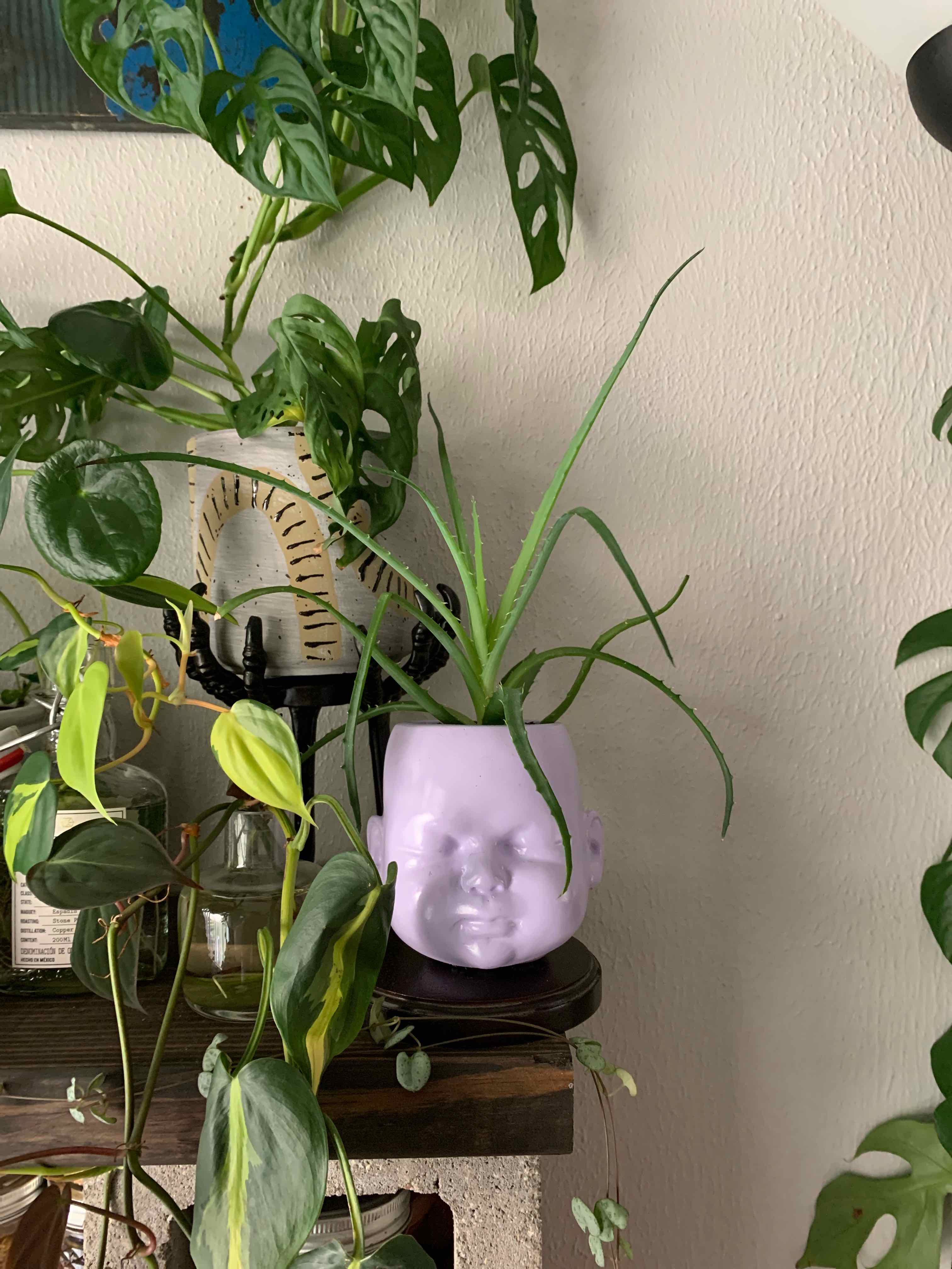 Hedgehog Aloe plant in a purple face-shaped pot, surrounded by other plants with some yellowing leaves.