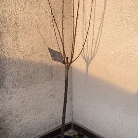 Photo of the plant species flowering plum by @AnewWhitefir named Mando on Greg, the plant care app