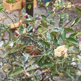 Photo of the plant species White Rose by @UptodateBeans named Gregarious on Greg, the plant care app