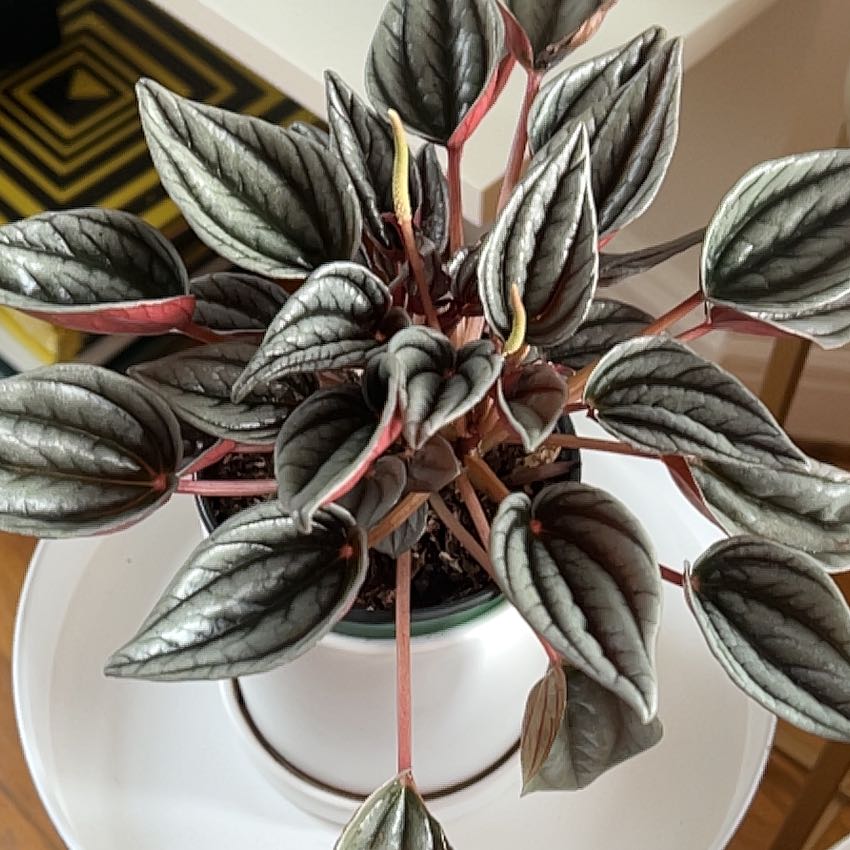 Photo of the plant species Mendoza by @SportLovevine named Aristotle on Greg, the plant care app
