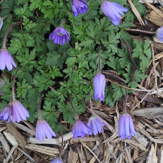 Photo of the plant species Greek Thimbleweed by @PerkyZebrina named Navajo on Greg, the plant care app