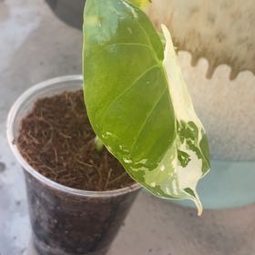 Photo of the plant species Alocasia albo by @SpiritedPomelo named Nanu Jr. on Greg, the plant care app