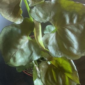 Photo of the plant species Mango Allusion Arrowhead Plant by @SpiritedPomelo named Anne on Greg, the plant care app