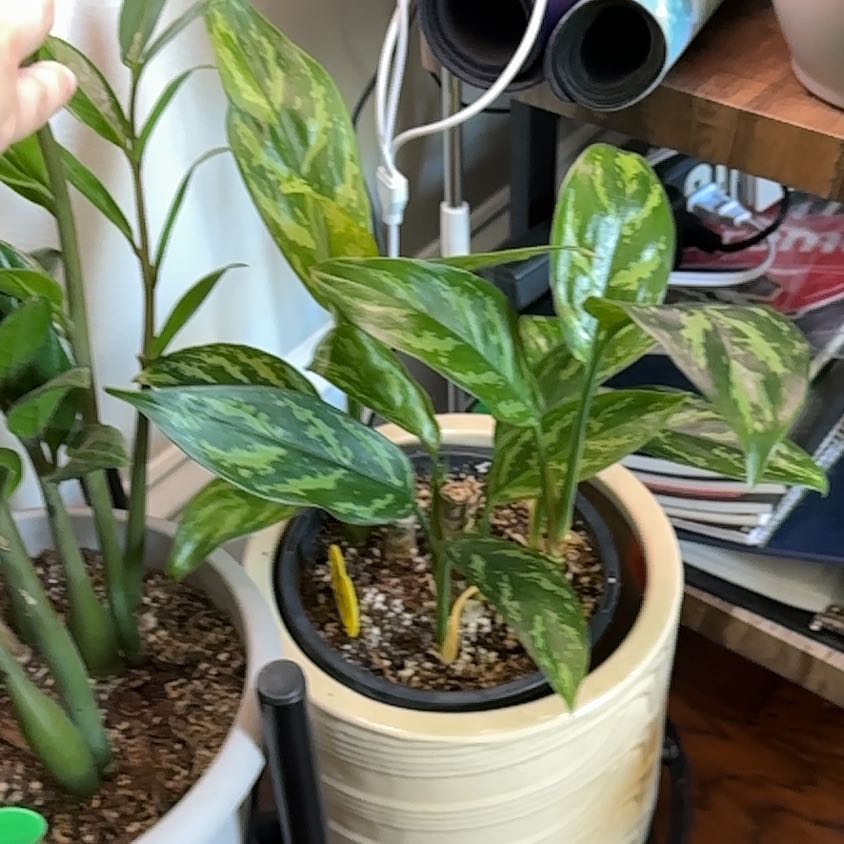 Photo of the plant species Chinese Evergreen Mary Ann by @NebbyNova named Wall-E on Greg, the plant care app
