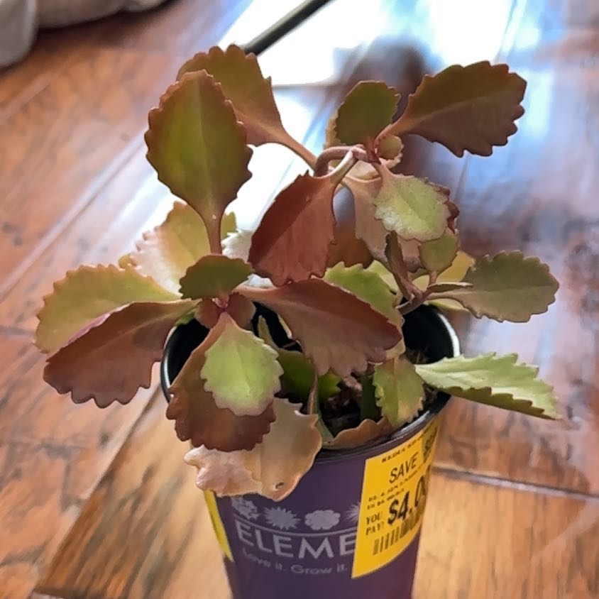 Photo of the plant species kalanchoe by @NebbyNova named Roddy Rich on Greg, the plant care app