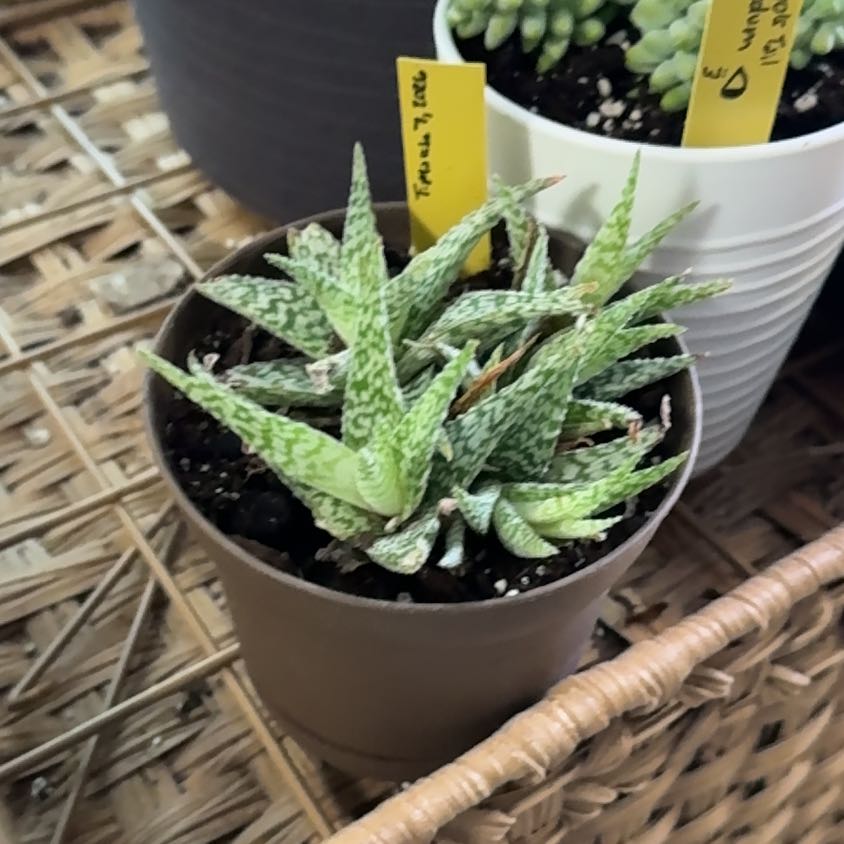 Photo of the plant species Aloe 'Blizzard' by @NebbyNova named Spike Leaves on Greg, the plant care app