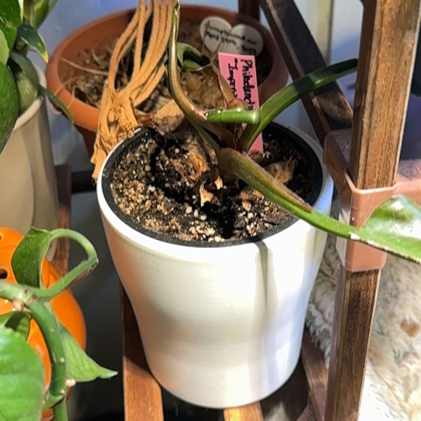 Photo of the plant species Philodendron 'Imperial Red' by @NebbyNova named Tree Diddy on Greg, the plant care app