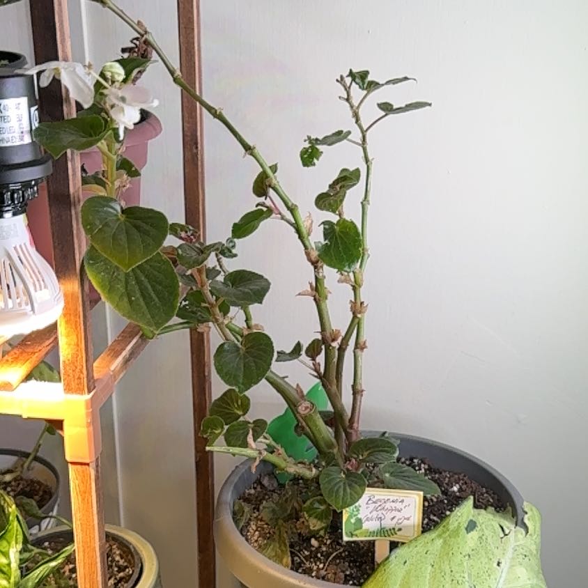 Photo of the plant species Begonia alta by @NebbyNova named Curie on Greg, the plant care app