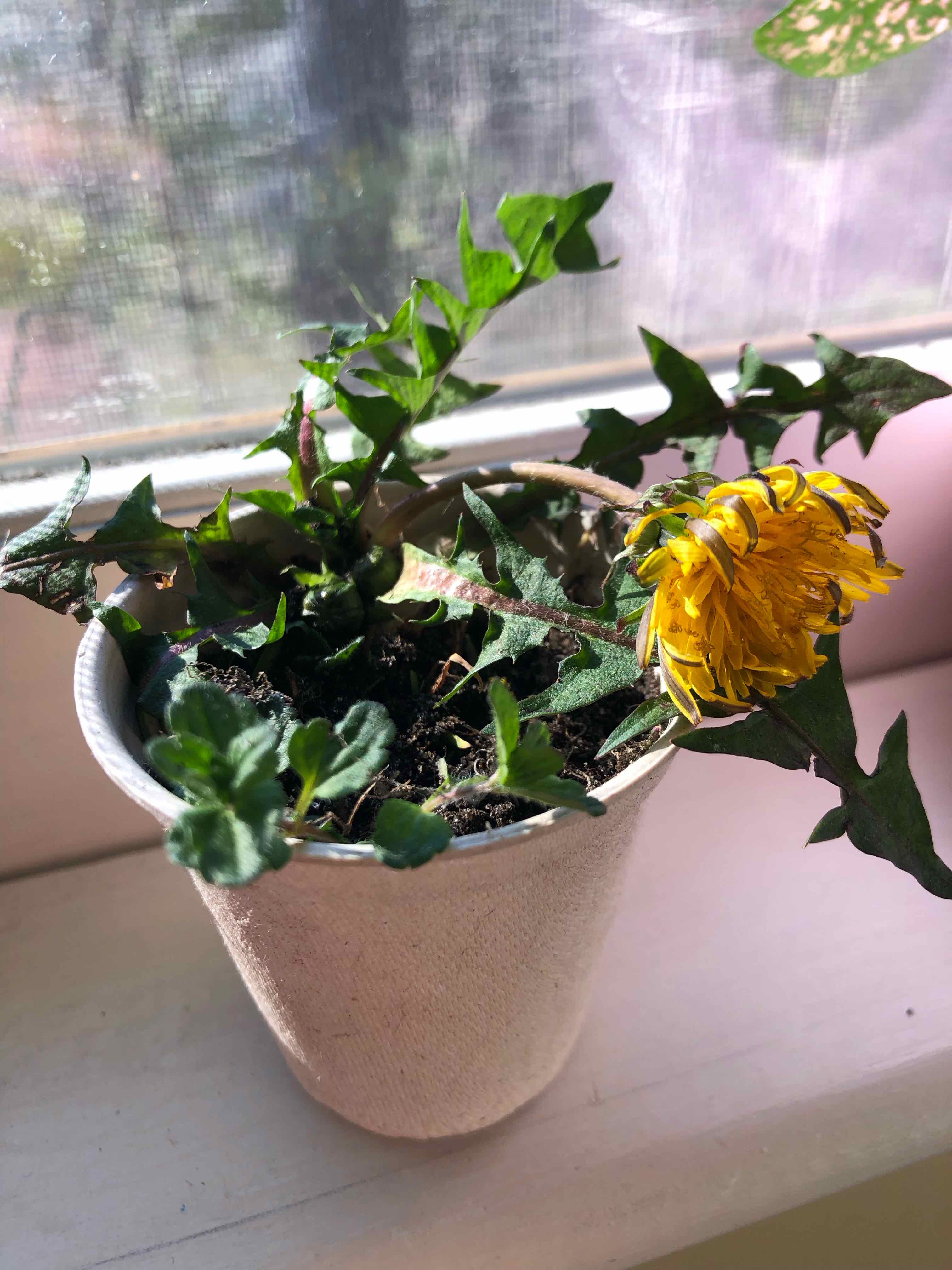 Potted dandelion (Blowball) with yellow flower on a windowsill, some leaves browning.