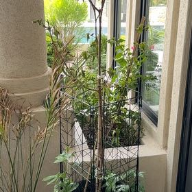 Photo of the plant species Guava Tree by @PlantMD named Bigleef Smalls on Greg, the plant care app