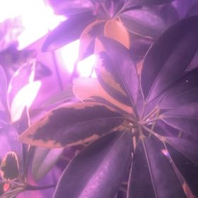 Photo of the plant species Umbrella Tree 'Charlotte' by @DeanGoatwillow named Umbrella Var on Greg, the plant care app