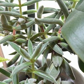 Photo of the plant species Crassula Tenelli by @FreeSkunkvine named LiloStitch on Greg, the plant care app