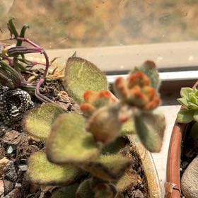 Photo of the plant species Teddy Bear by @FreeSkunkvine named Einstein on Greg, the plant care app