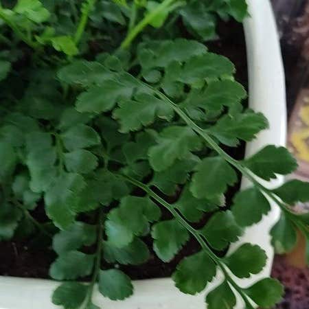 Photo of the plant species American Parsley Fern by @LovelyPigfern named Ulysses S Plant on Greg, the plant care app