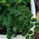Calculate water needs of American Parsley Fern