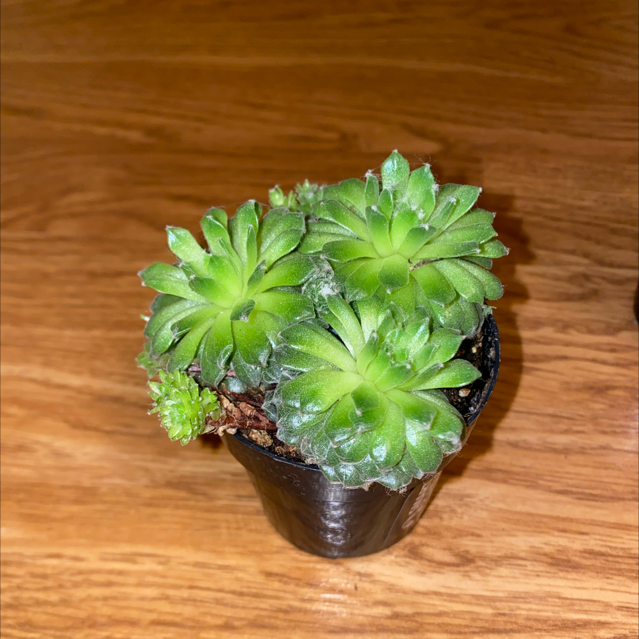 Photo of the plant species Sempervivum arachnoideum 'Cebenese' by @LushCatpalm named Homer on Greg, the plant care app