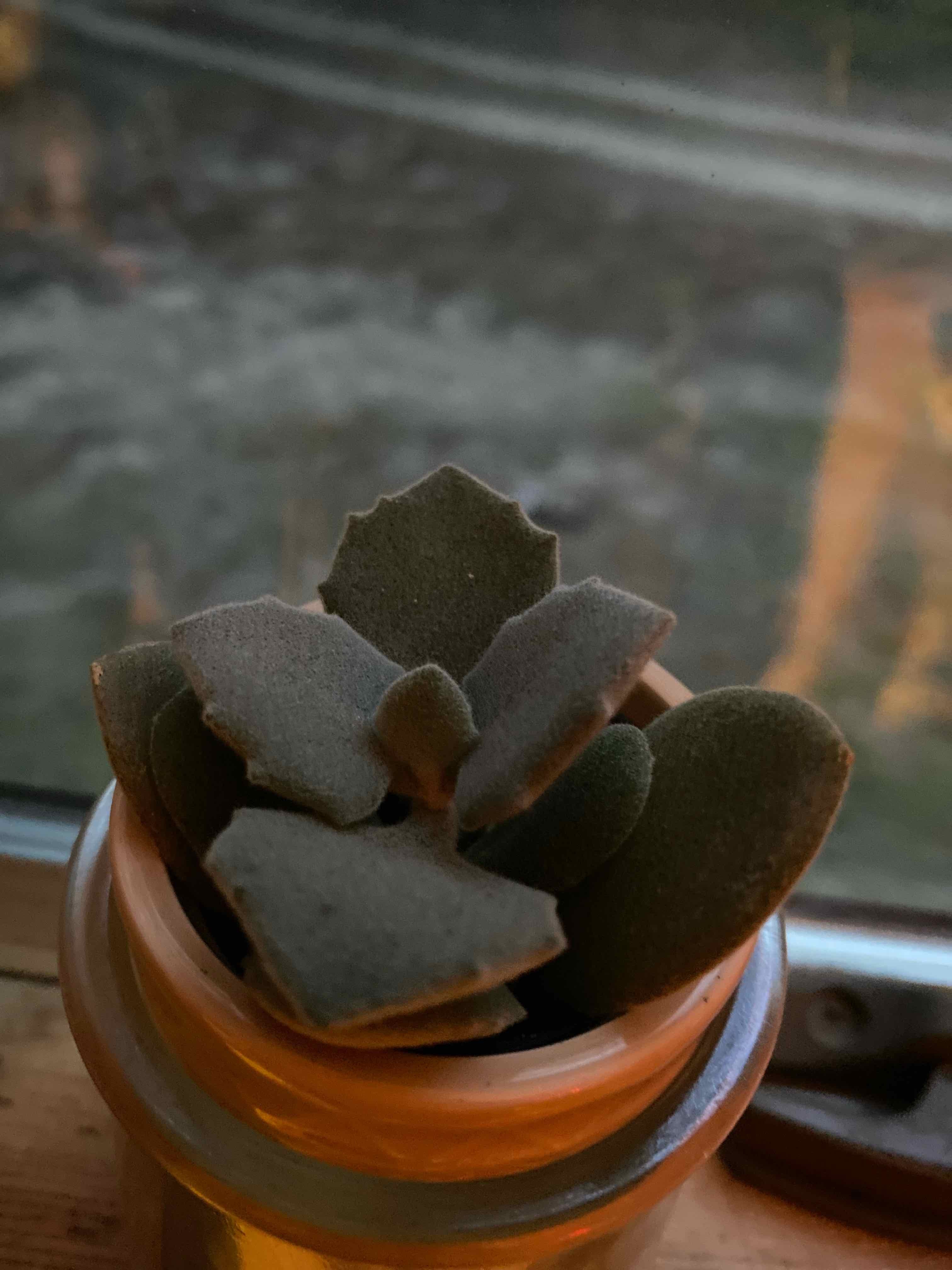 Why Are My Millot Kalanchoe Leaves Curling?