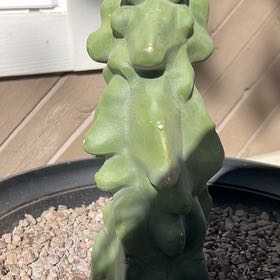 Photo of the plant species Totem Pole Cactus by @Pidala named Rihanna on Greg, the plant care app