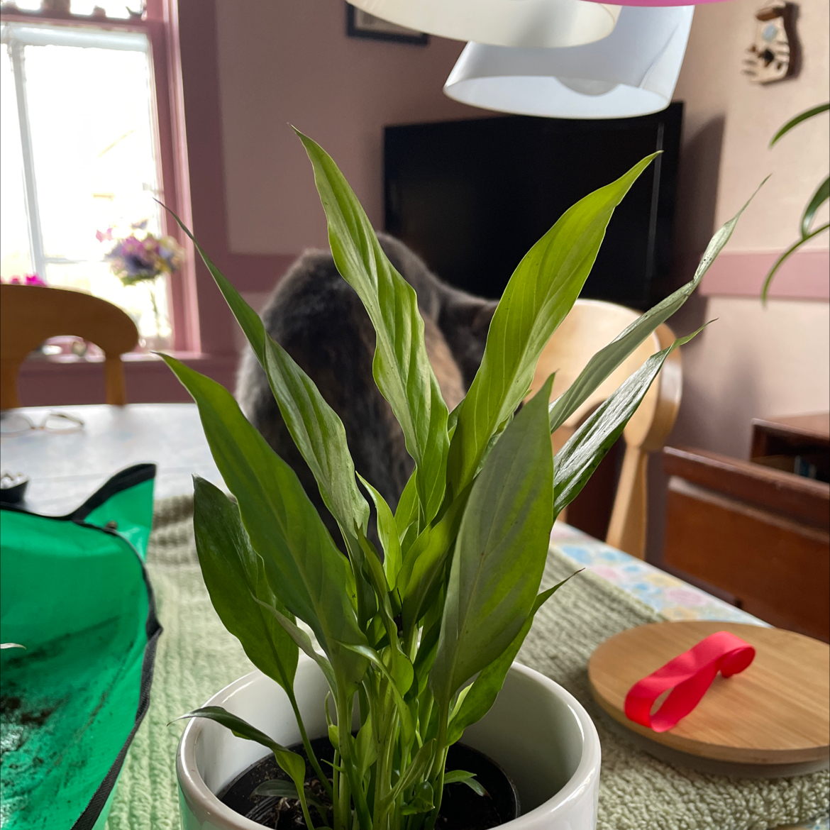 Photo of the plant species Peace Lily by @FumblingFern named Orlando BLOOM on Greg, the plant care app