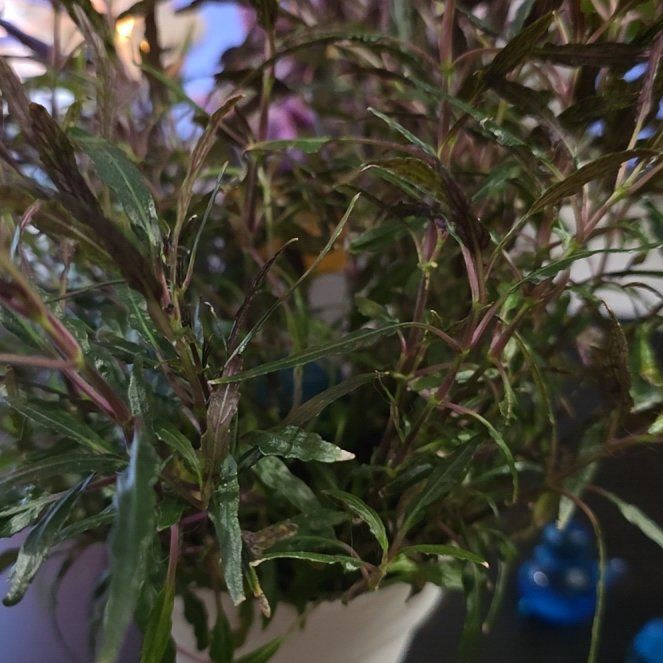 Photo of the plant species Dragon's Tongue by @LovelySwampbay named Beyonce on Greg, the plant care app