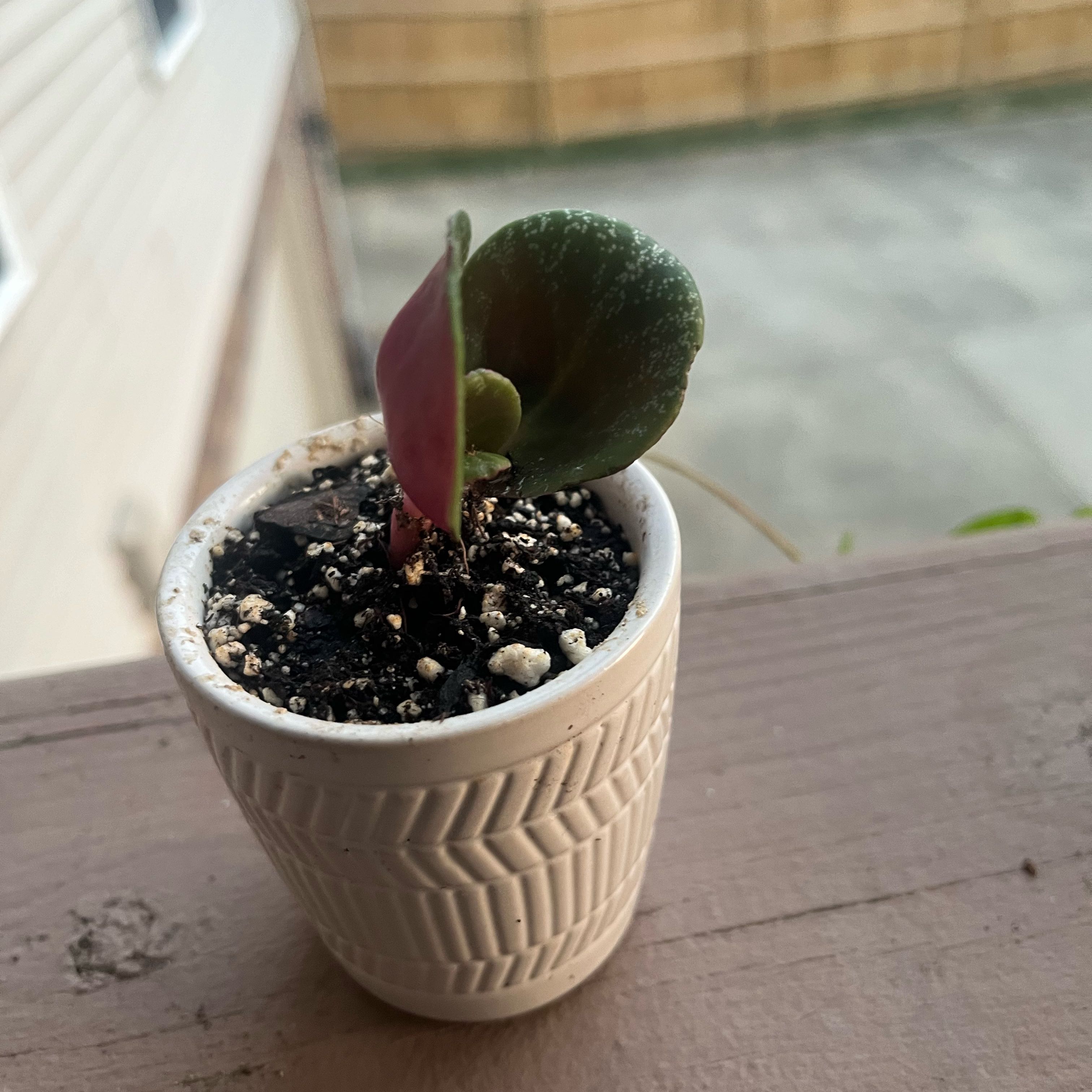 Photo of the plant species Pondo Cliff Crassula by @GAofficeOasis named S Keanu Leaves on Greg, the plant care app