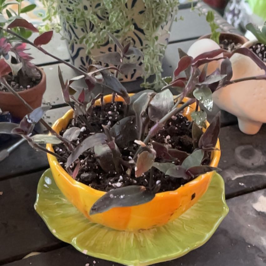Photo of the plant species Gibasis 'Jose Puig' by @GAofficeOasis named K Persephone on Greg, the plant care app