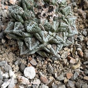 Photo of the plant species Living Rock Cactus by @SageCannalily named Stella on Greg, the plant care app