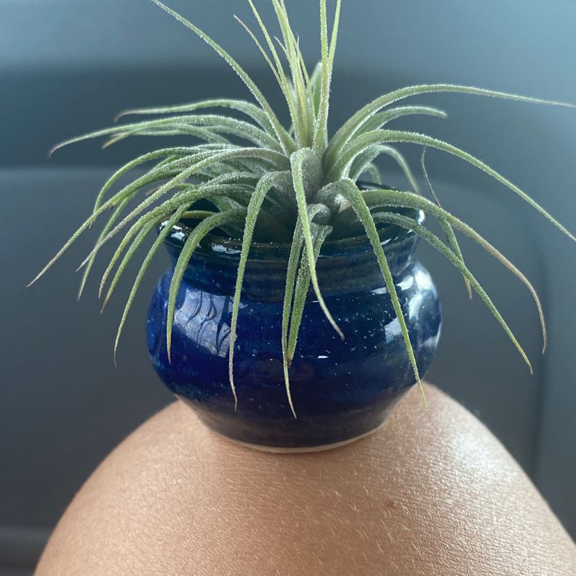 Small Ballmoss plant in a blue pot, appears healthy with green leaves.