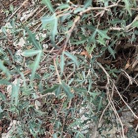 Photo of the plant species California Croton by @ProfuseLuronium named Robert Plant on Greg, the plant care app