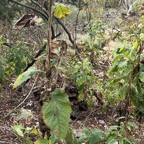 Photo of the plant species Earleaf Nightshade by @ProfuseLuronium named Nithin on Greg, the plant care app