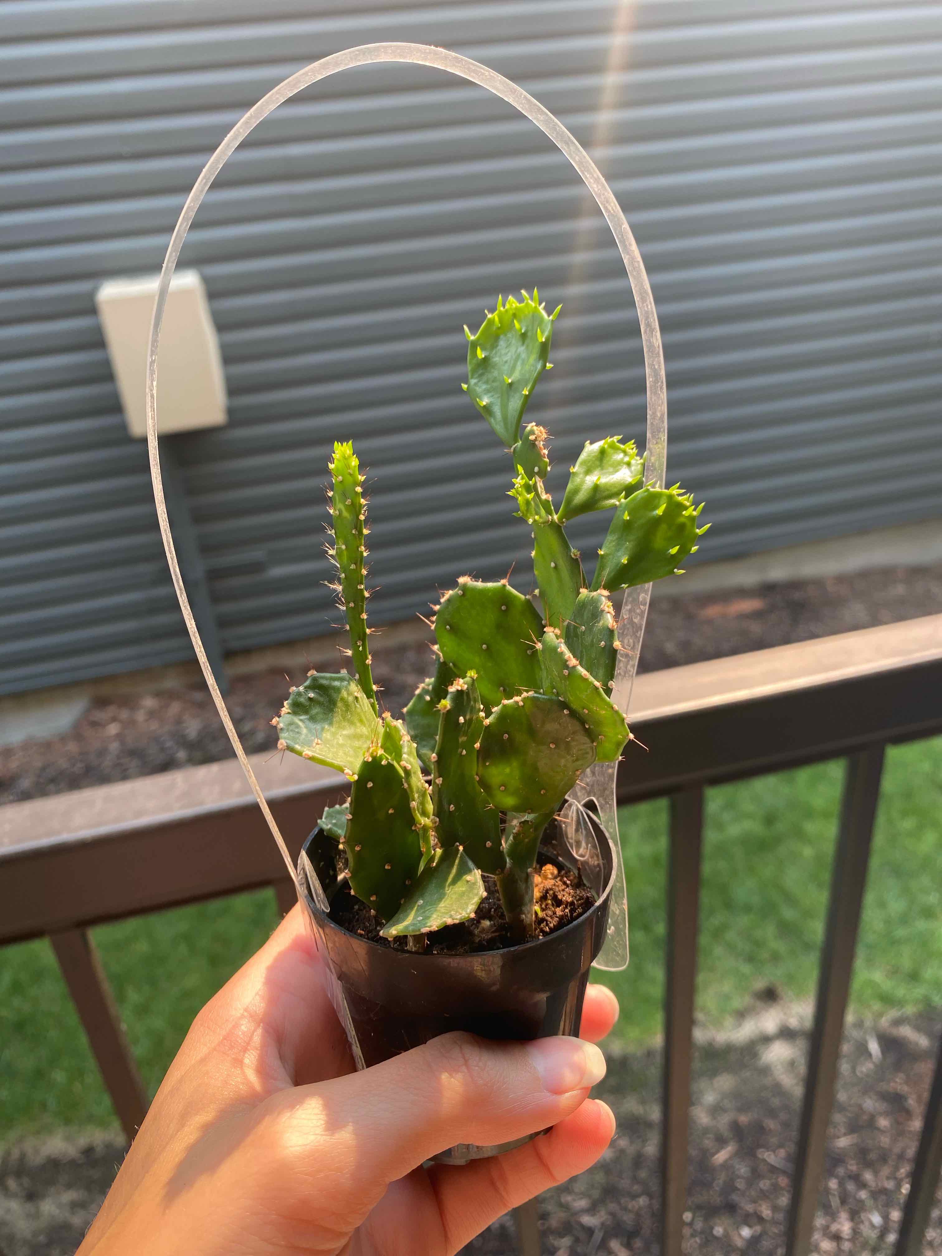 A healthy Brazilian Pricklypear cactus in a small pot, held by a hand.