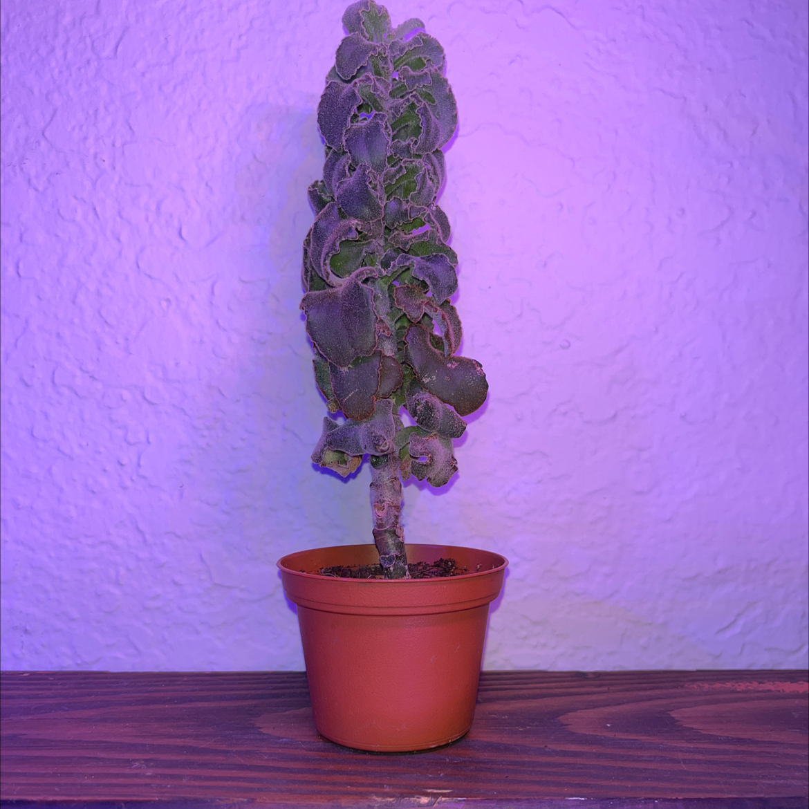 Felt Bush plant in a small pot with a purple-lit background.