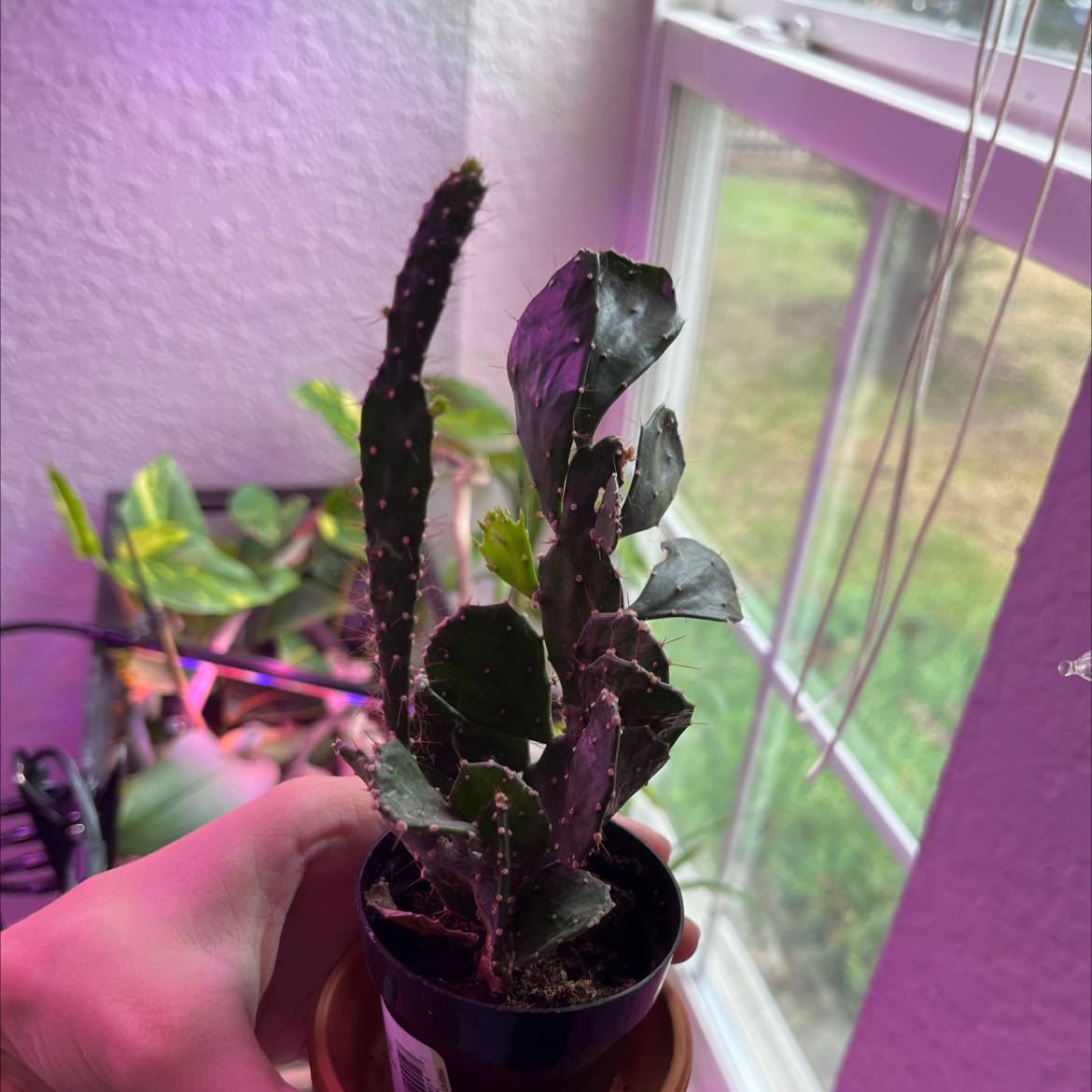 Brazilian Pricklypear plant in a small pot near a window, showing signs of browning and black spots.