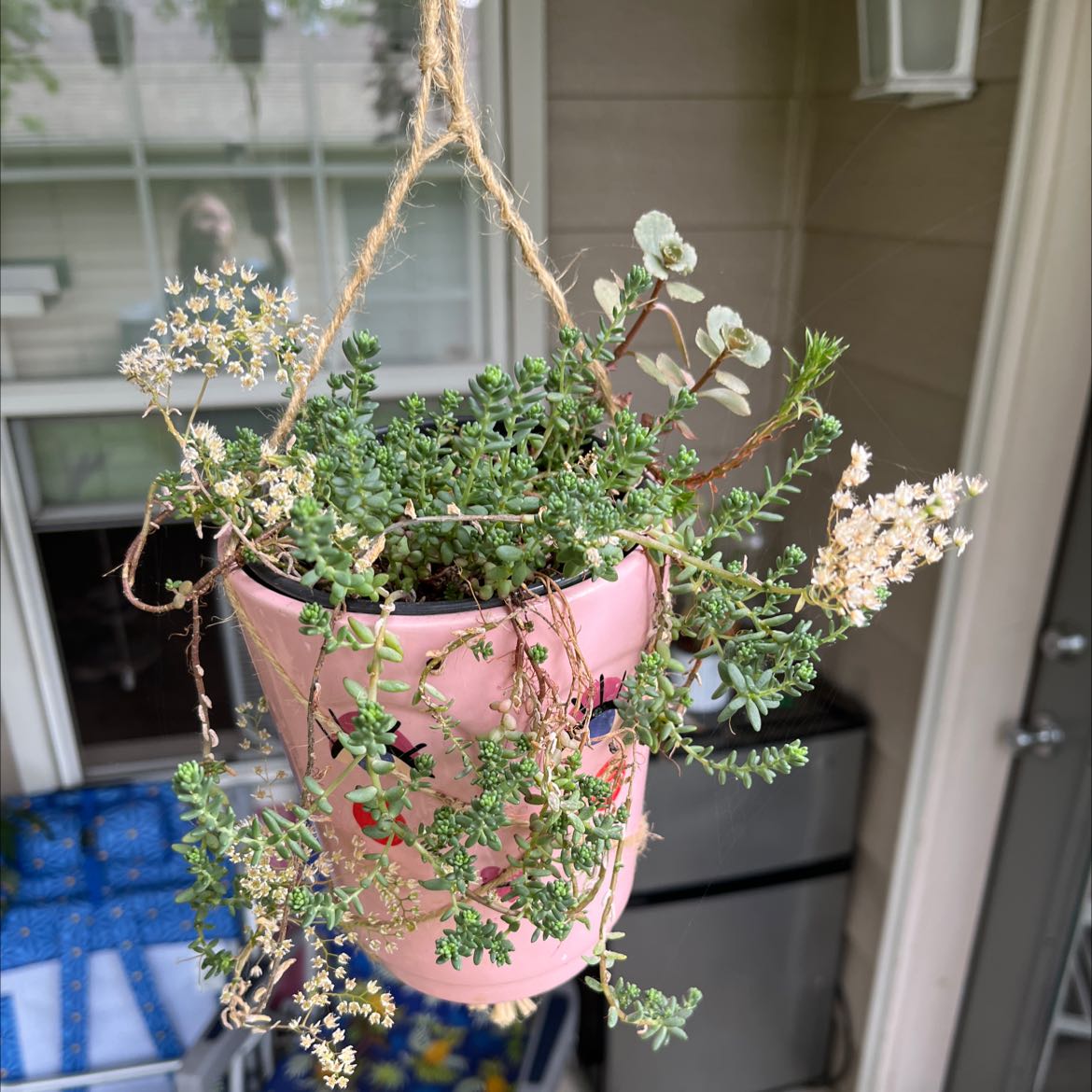 Hanging pot with Corsican Stonecrop plant showing some yellowing and browning leaves.