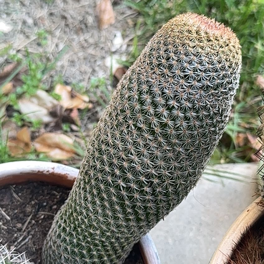 Coryphantha erecta cactus in a pot, healthy with visible soil.