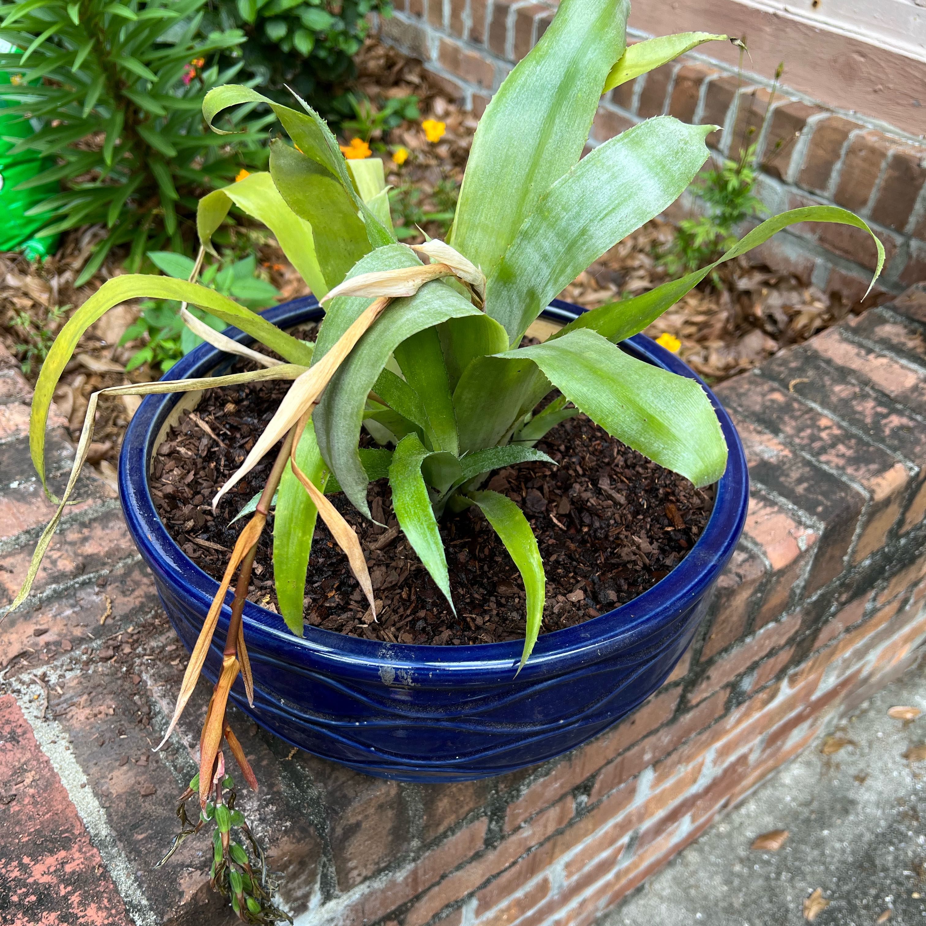 Potted Queen's Tears plant with some yellowing and browning leaves in an outdoor setting.