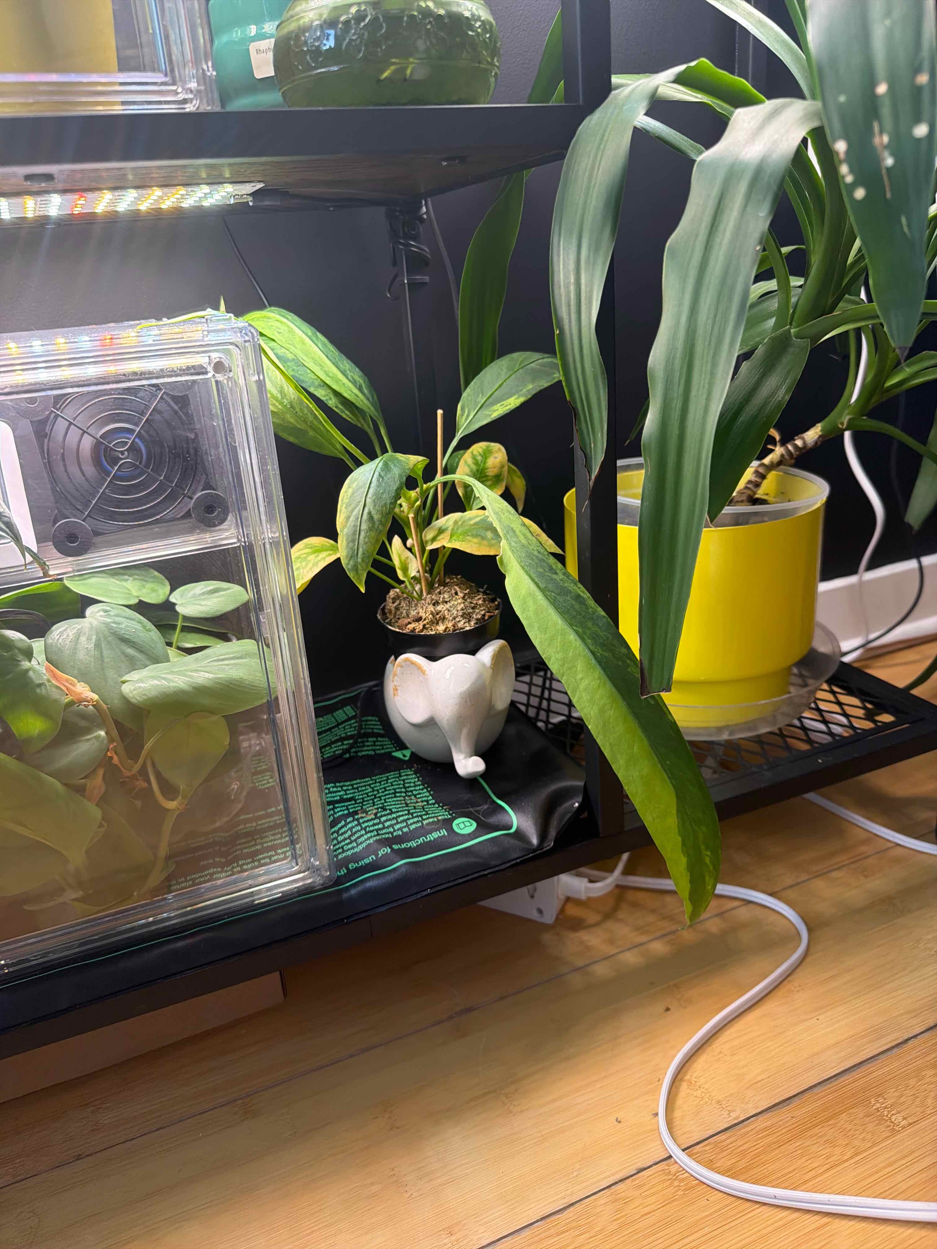 Photo of the plant species Anthurium variilobum by @JediaMaster named Lebron on Greg, the plant care app