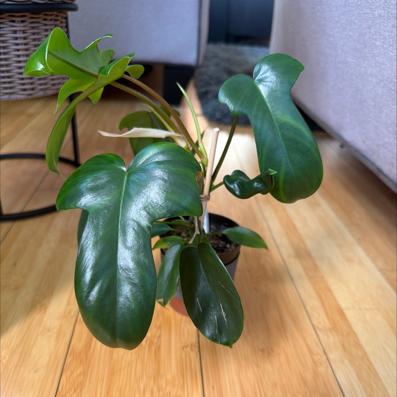 Photo of the plant species Florida Beauty by @JediaMaster named Dax on Greg, the plant care app