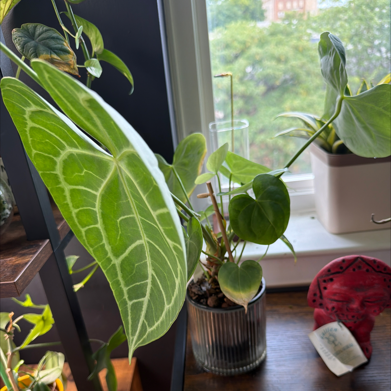 Photo of the plant species Anthurium Clarinervium x Bintang Kejora by @JediaMaster named Robert Plant on Greg, the plant care app